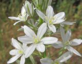 Ornithogalum ponticum