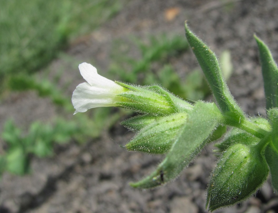 Image of Nonea lutea specimen.