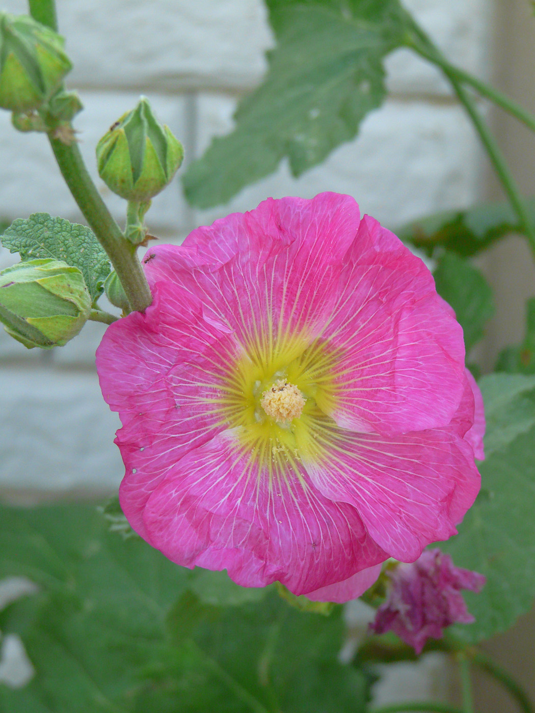 Image of Alcea rosea specimen.