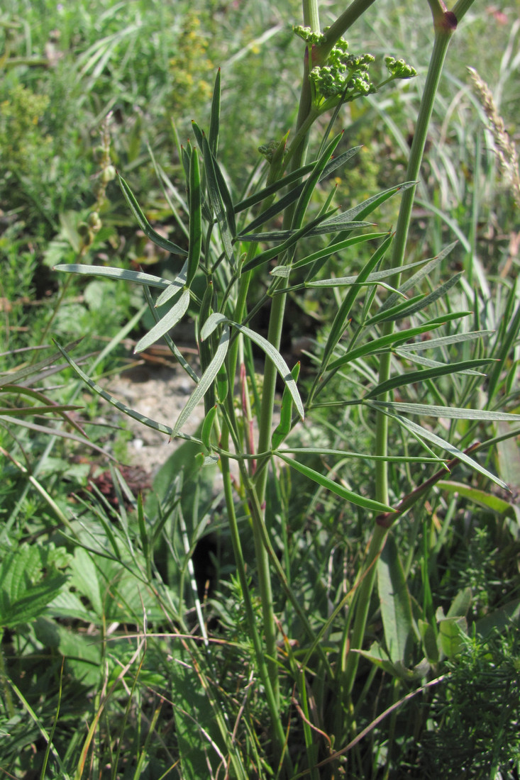 Изображение особи Peucedanum tauricum.