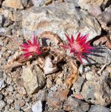 Carlina pygmaea