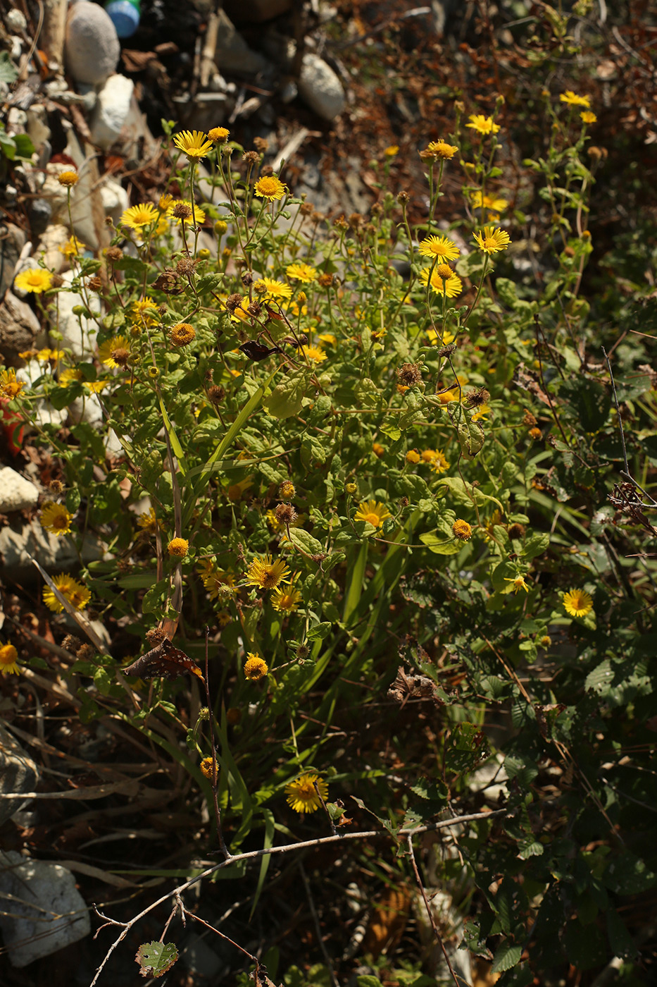 Image of Pulicaria dysenterica specimen.