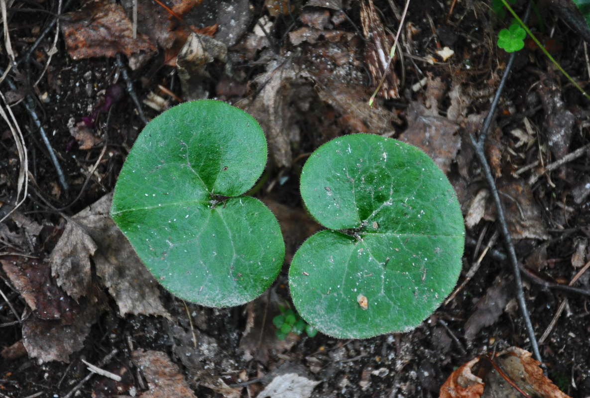 Image of Asarum europaeum specimen.