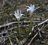 Crocus alatavicus. Цветущие растения. Кыргызстан, Иссык-Кульская обл., Внутренний Тянь-Шань, хр. Терскей-Ала-Тоо, ущ. Джеты-Огуз, ≈ 2700 м н.у.м., лужайка на правом берегу р. Телеты. 10.05.2019.