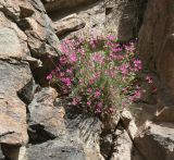 Dianthus orientalis