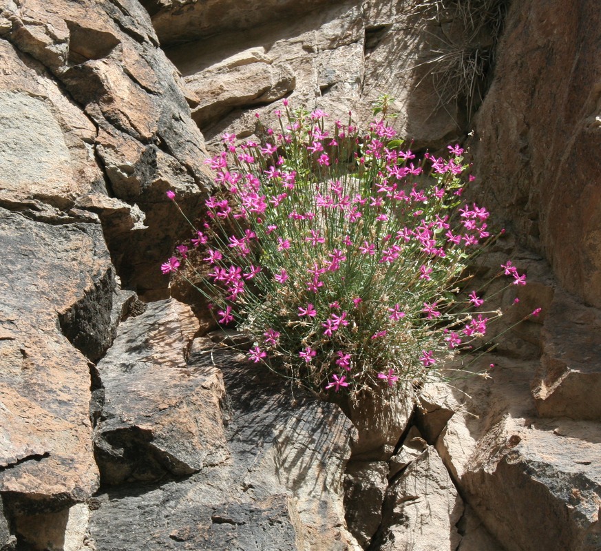 Изображение особи Dianthus orientalis.