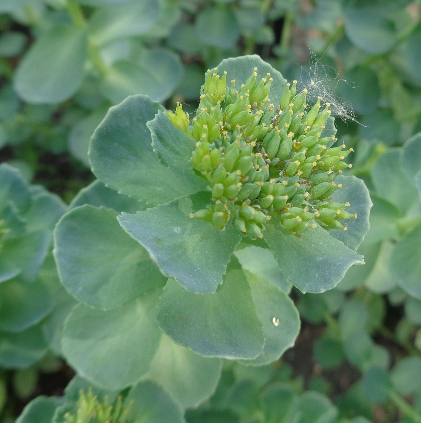 Image of genus Rhodiola specimen.