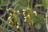 Drosera rotundifolia. Соцветия. Сахалинская обл., Охинский р-н, окр. г. Оха, побережье Охотского моря, юго-западный берег залива Кету (Первая бухта). 24.07.2017.