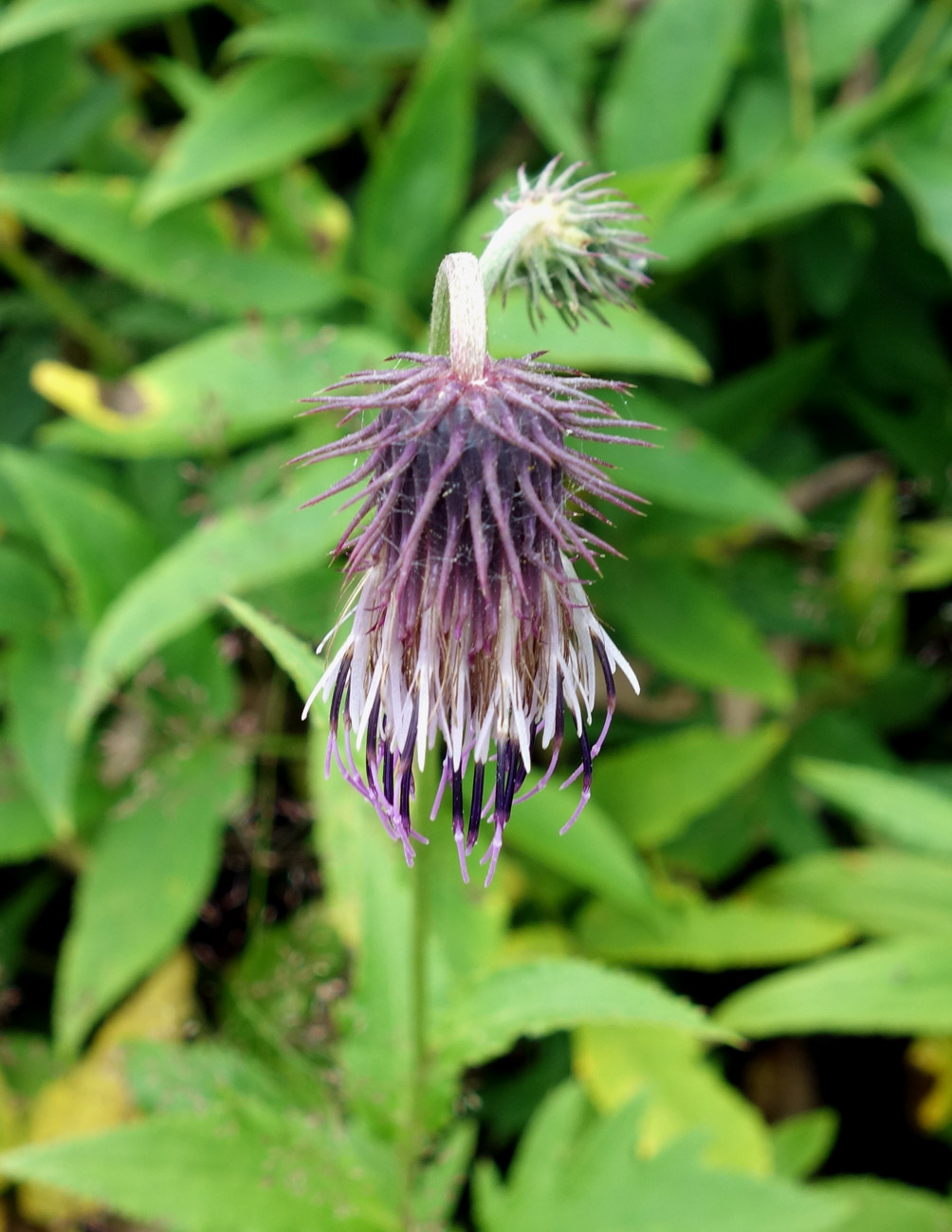 Image of Cirsium kamtschaticum specimen.