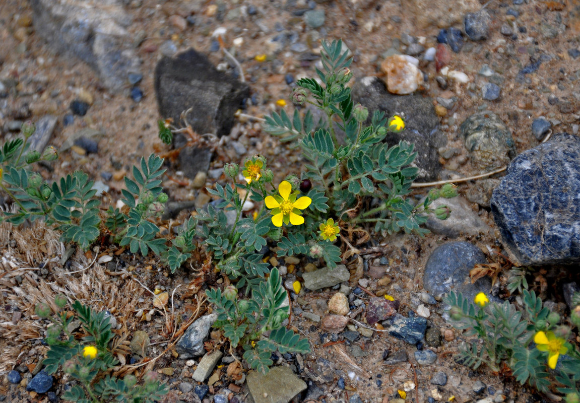 Изображение особи Potentilla bifurca.