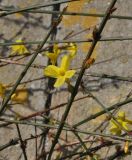 Jasminum nudiflorum. Цветок. Великобритания, Англия, парк \"Landscape Garden\". 21.01.2019.