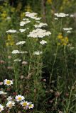 Achillea millefolium. Цветущее растение. Карельский перешеек, окр. Сертолово, на просеке газопровода. 18.07.2019.