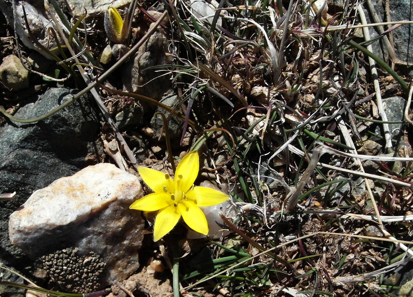 Image of Gagea setifolia specimen.