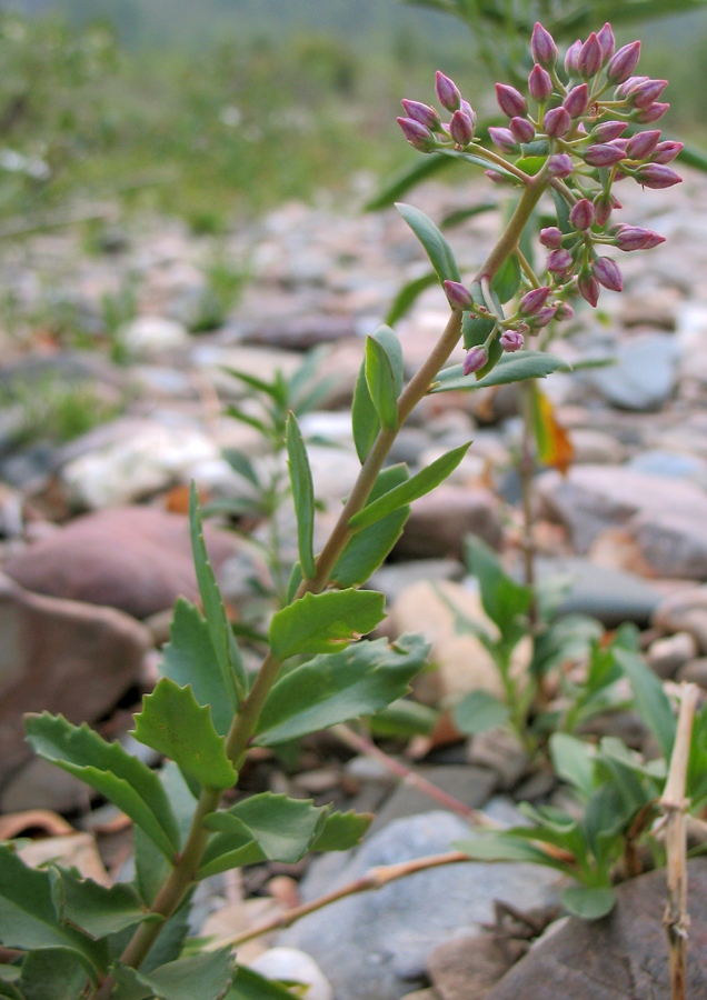 Изображение особи Hylotelephium triphyllum.