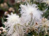 Clematis songorica. Плоды. Кыргызстан, Иссык-Кульская обл., около дороги между г. Чолпон-Ата и с. Бостери. 22.07.2015.