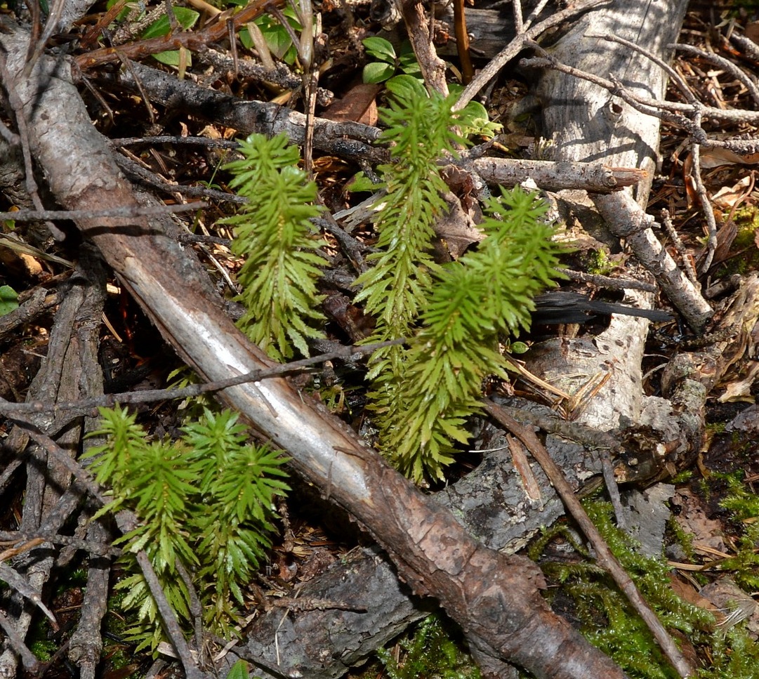 Image of Huperzia serrata specimen.