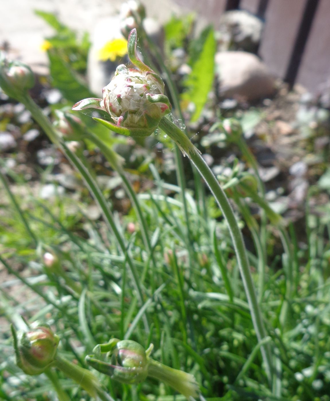 Image of genus Armeria specimen.