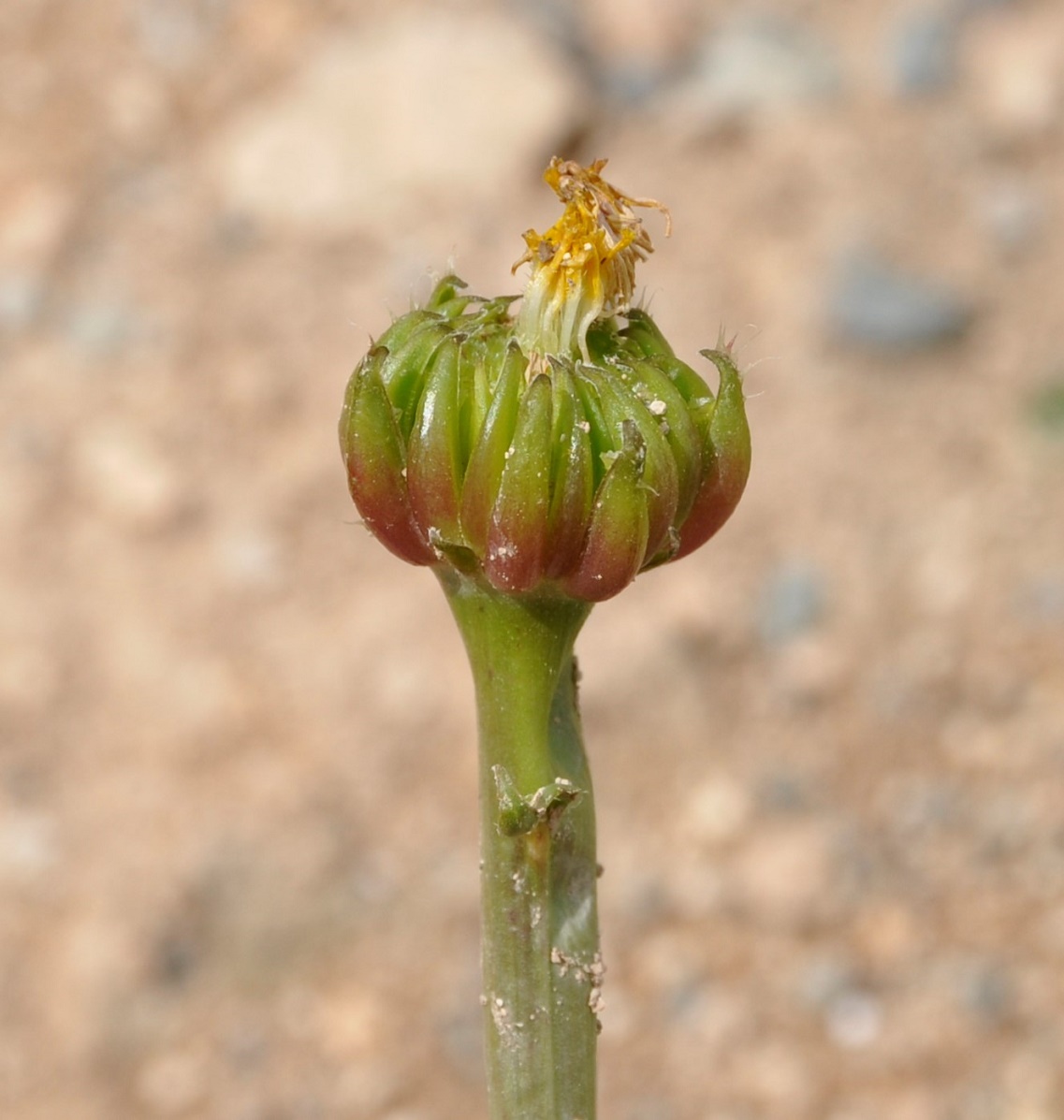 Image of Hedypnois rhagadioloides specimen.