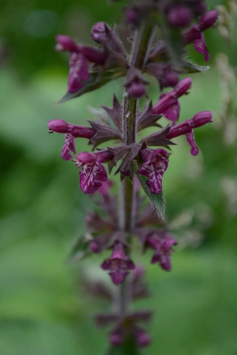 Изображение особи Stachys sylvatica.