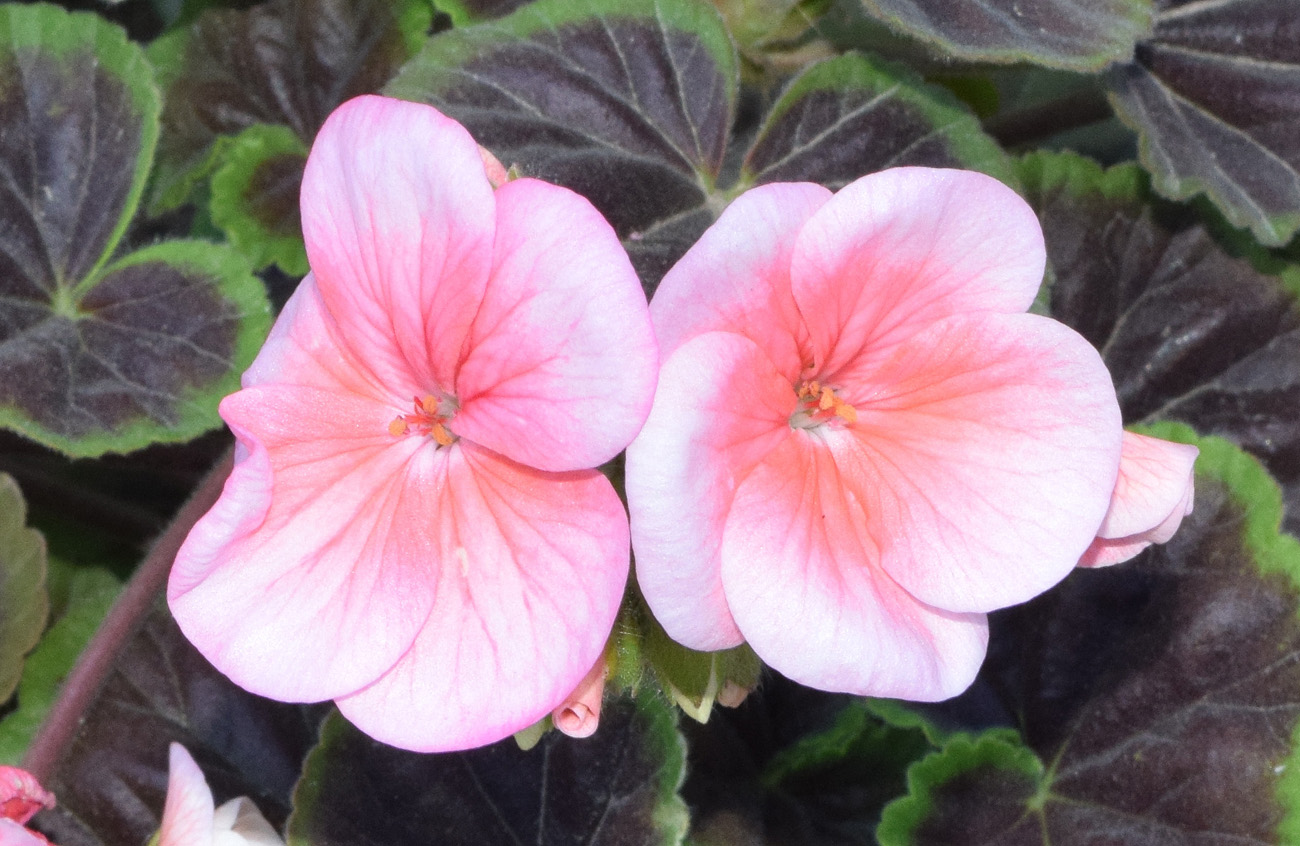 Изображение особи Pelargonium hortorum.