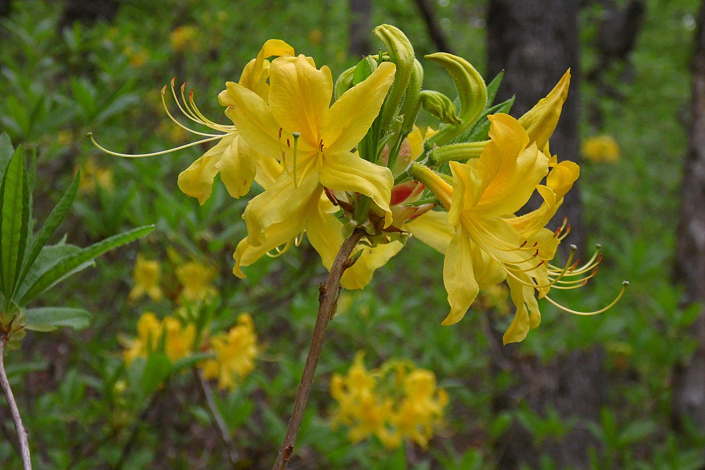 Изображение особи Rhododendron luteum.