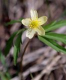 Anemone ranunculoides