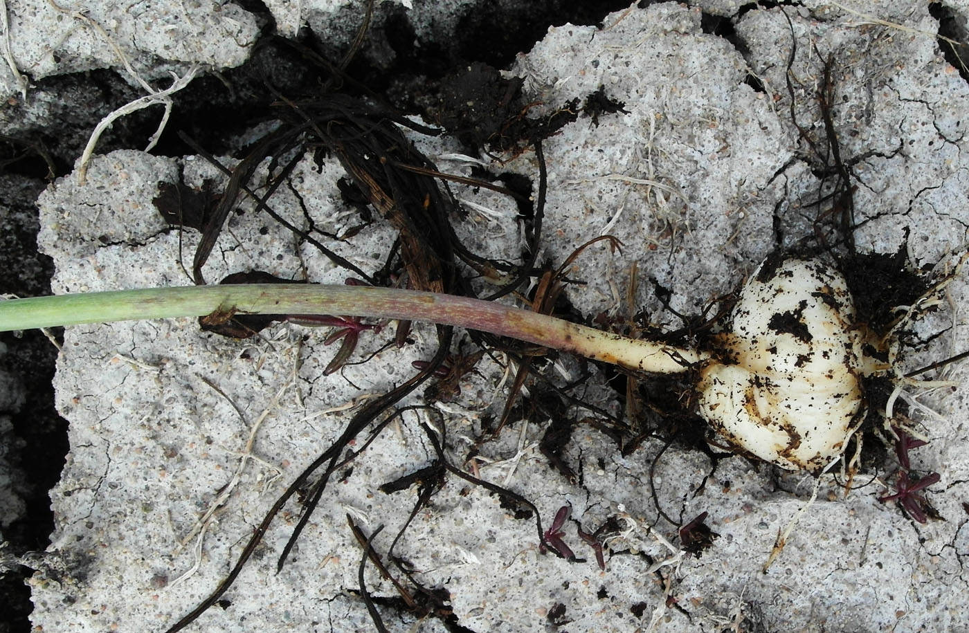 Image of Fritillaria meleagroides specimen.