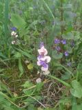 Glechoma hederacea