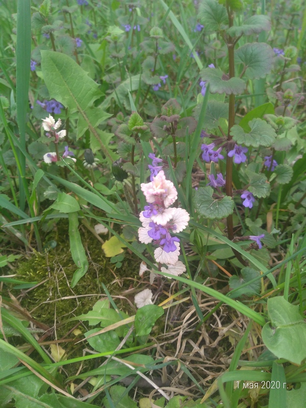 Изображение особи Glechoma hederacea.