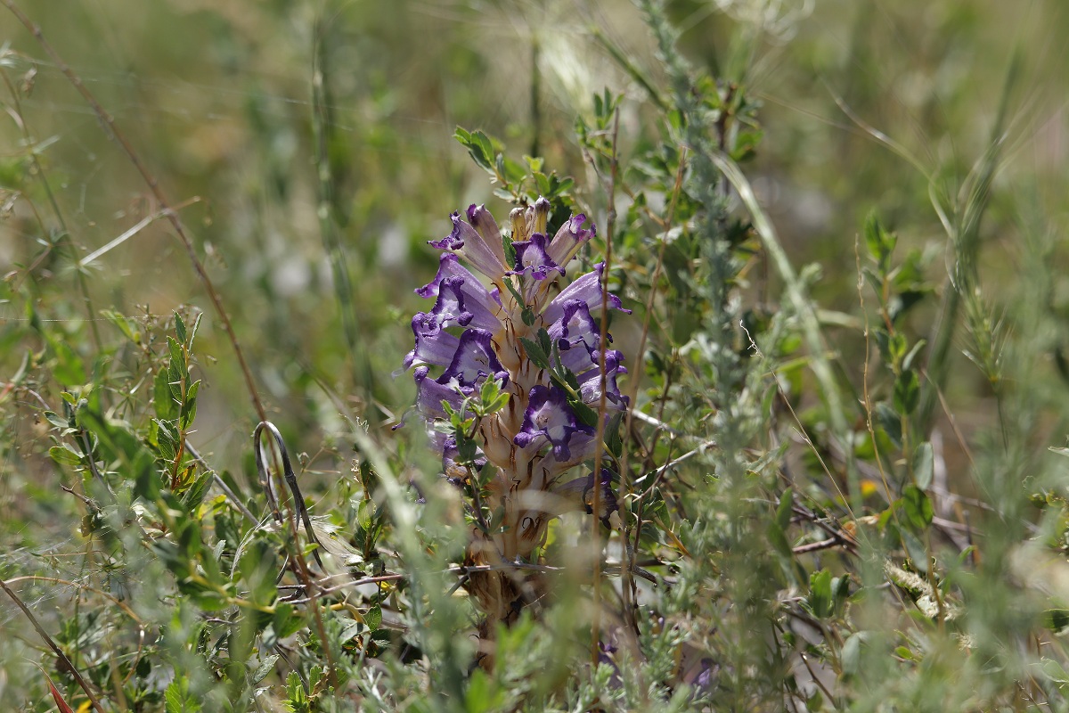 Изображение особи Orobanche amoena.