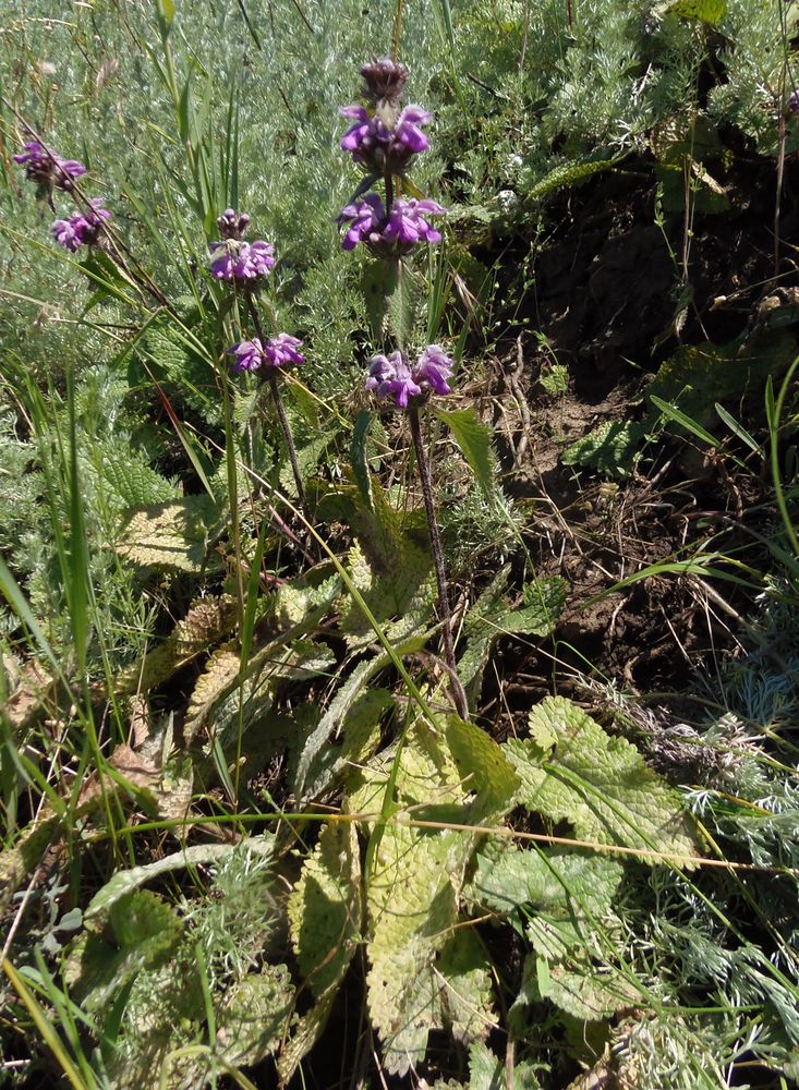 Image of Phlomoides hybrida specimen.