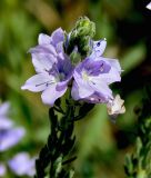 Veronica dentata