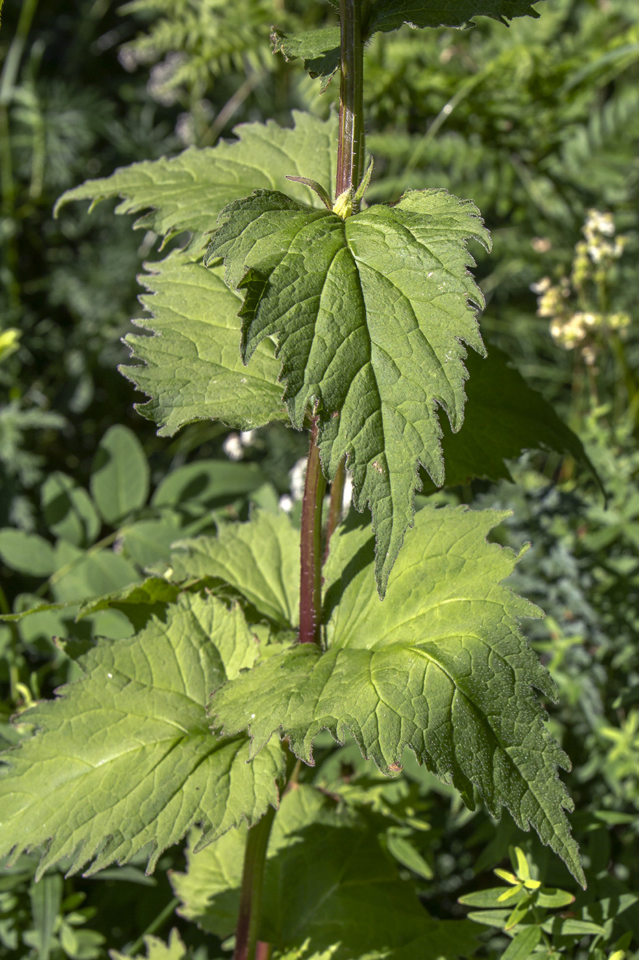 Image of Campanula trachelium specimen.