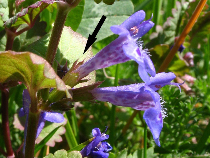 Image of Glechoma hederacea specimen.