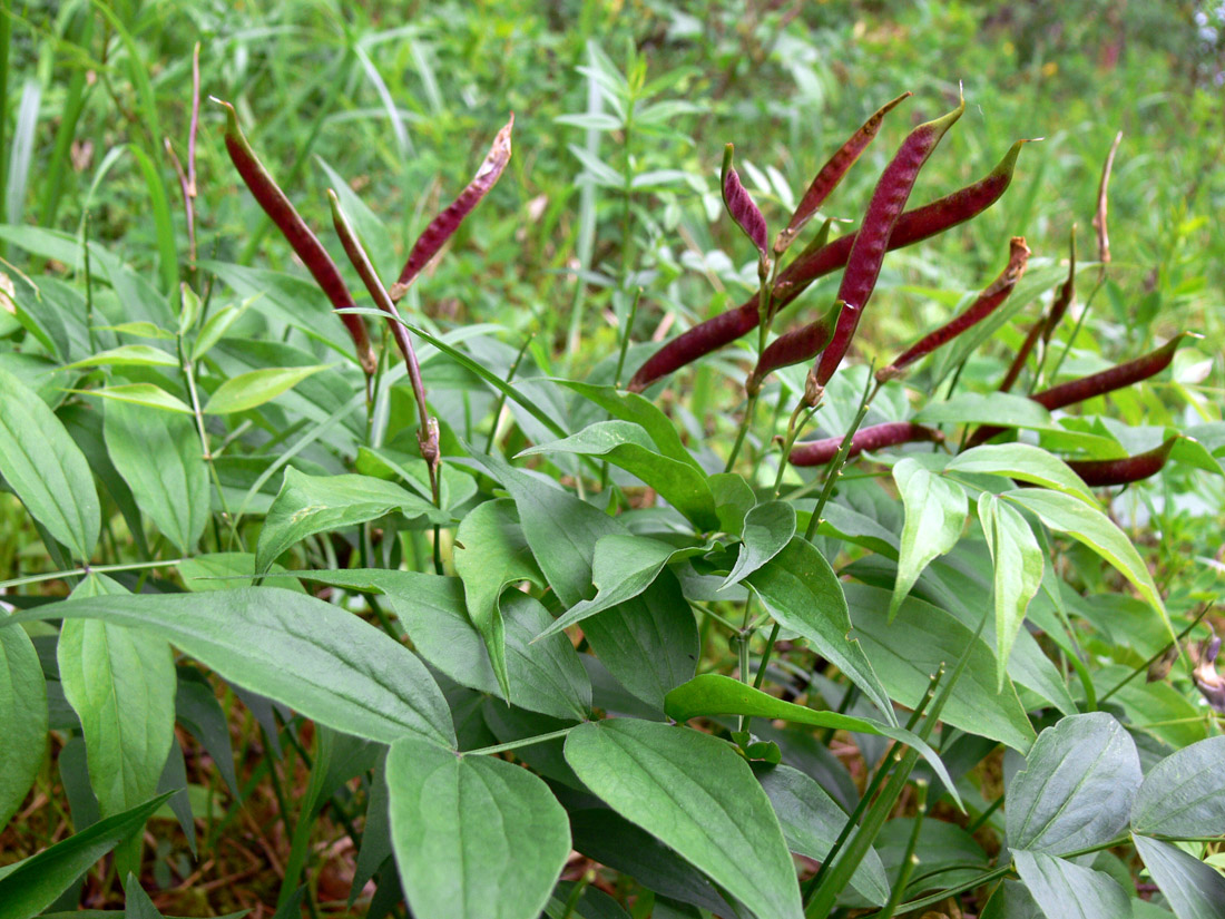 Image of Lathyrus vernus specimen.