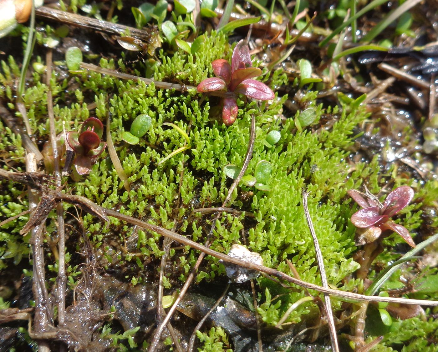 Image of genus Bryum specimen.