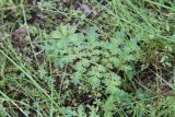 Pedicularis palustris