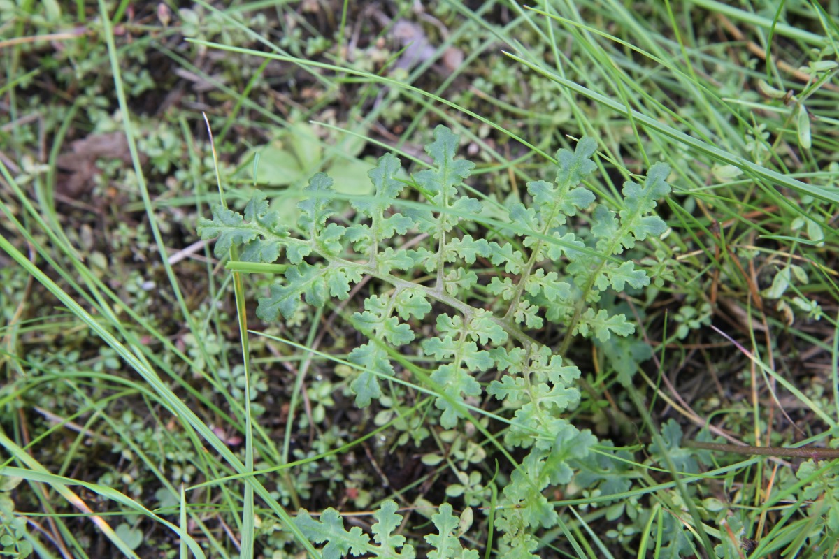 Изображение особи Pedicularis palustris.