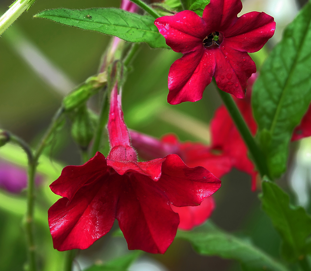 Image of Nicotiana alata specimen.