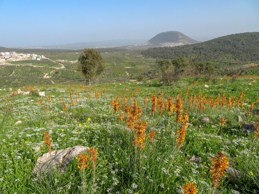 Изображение особи Asphodeline lutea.