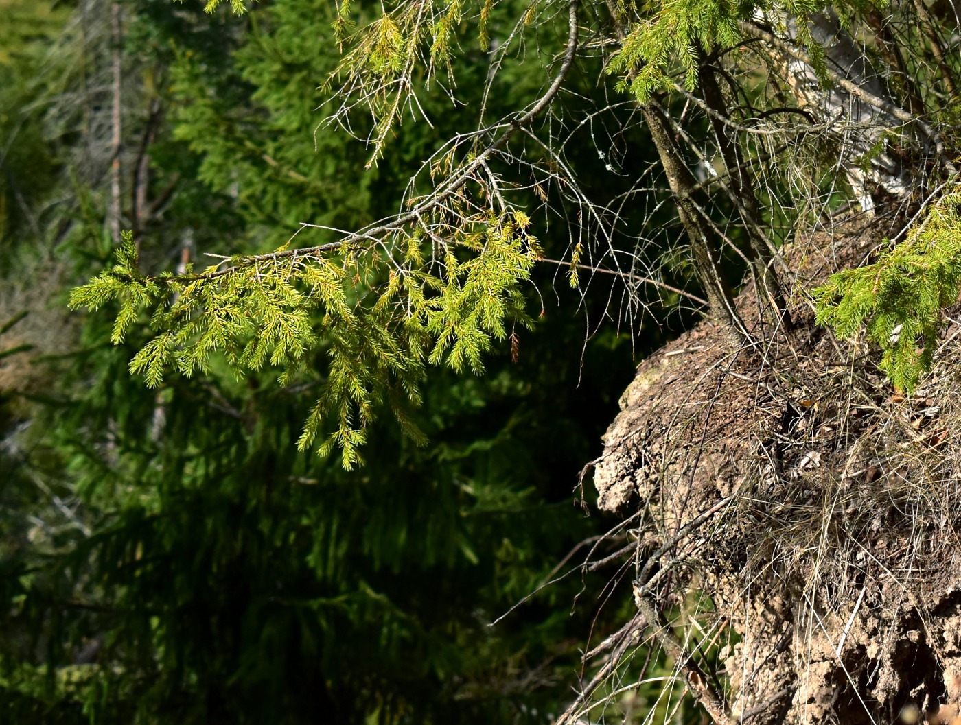 Image of Picea abies specimen.