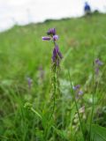 Polygala comosa