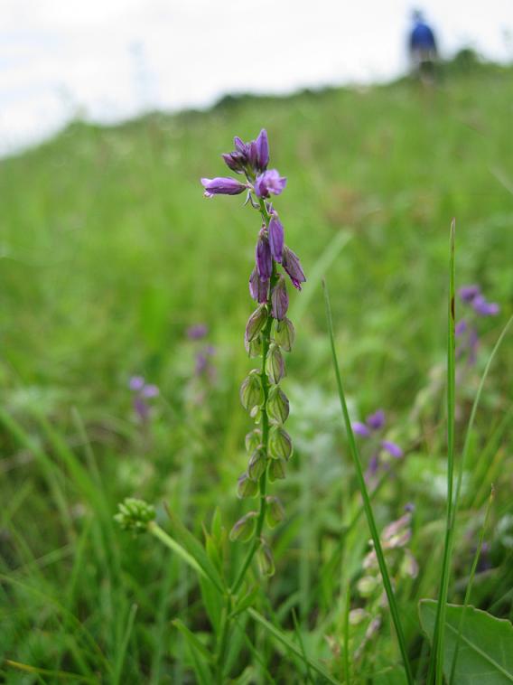 Image of Polygala comosa specimen.