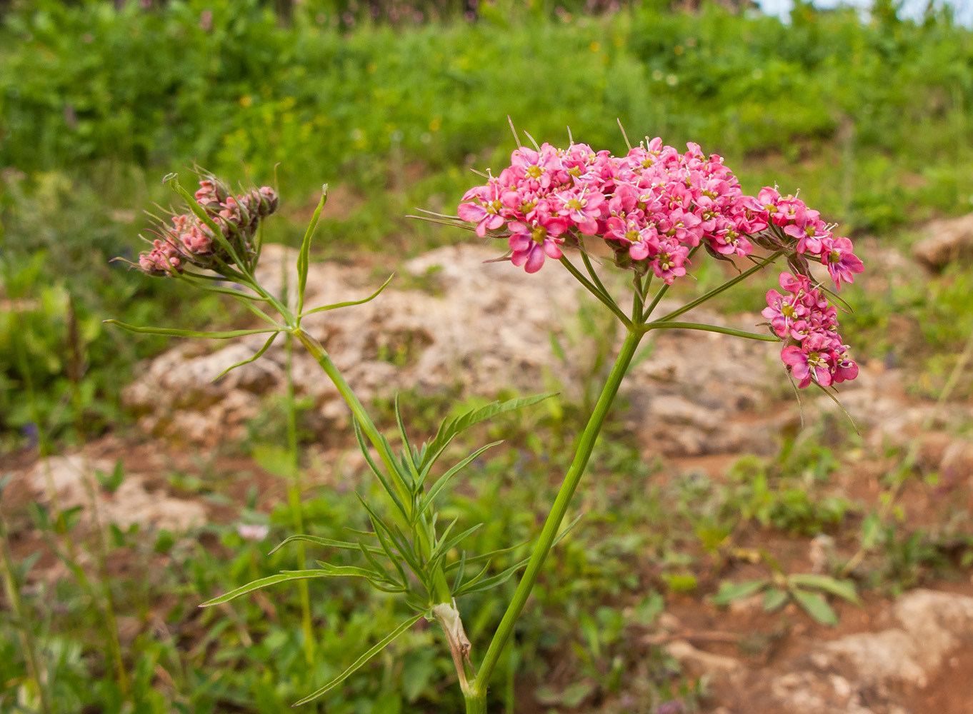 Изображение особи Chaerophyllum rubellum.