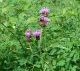 Cirsium helenioides