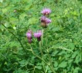 Cirsium helenioides. Верхушки побегов цветущего растения. Иркутская обл., Иркутский р-н, ур. Падь Еловая, смешанный лес, лесной луг. 20.07.2020.