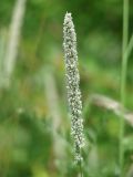 Phleum pratense
