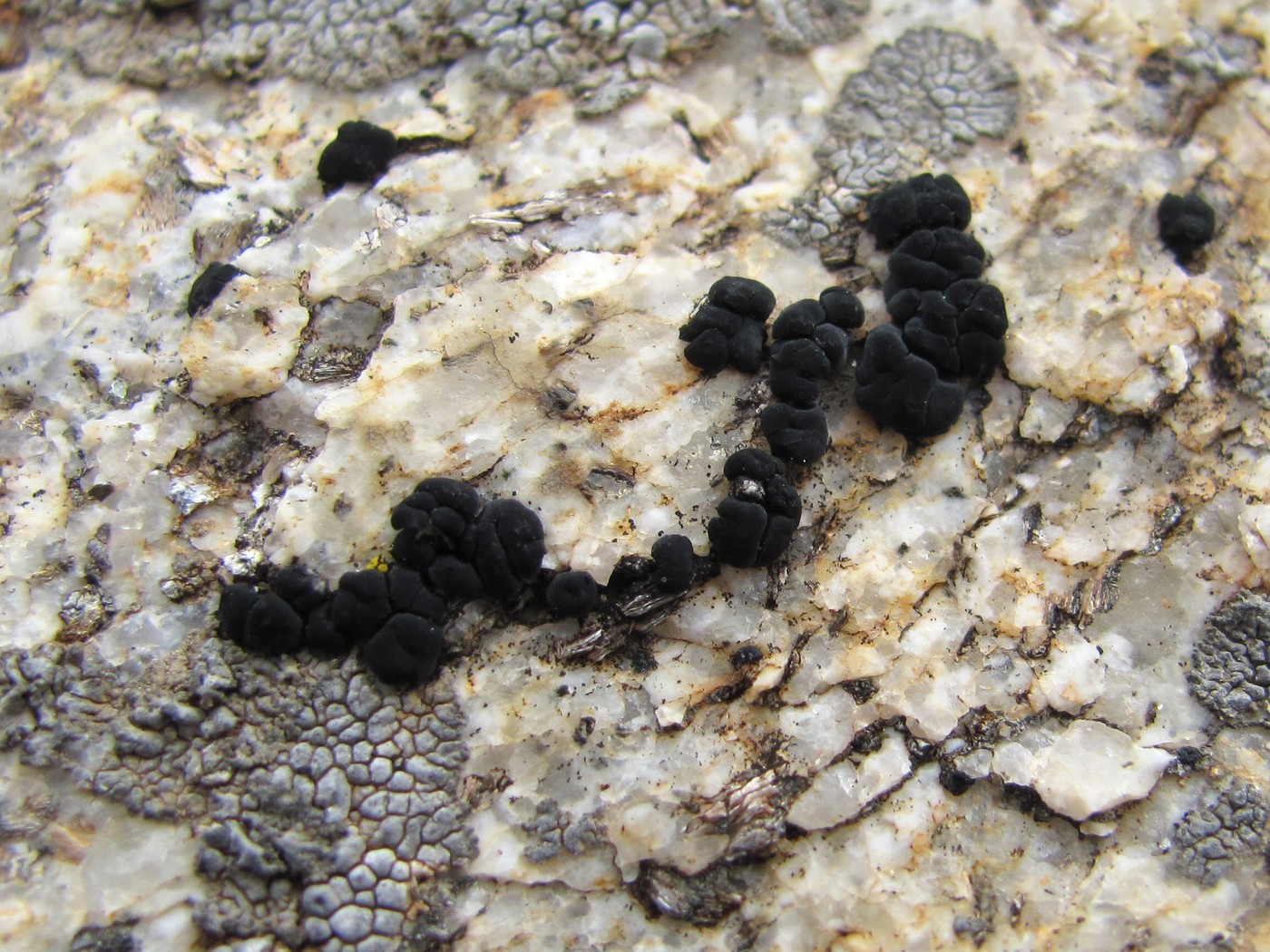 Image of class Lecanoromycetes specimen.