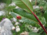 Salix kazbekensis. Лист с галлом. Кабардино-Балкария, Эльбрусский р-н, долина р. Ирикчат, ок. 2650 м н.у.м., близ р. Ирикчат. 07.07.2020.