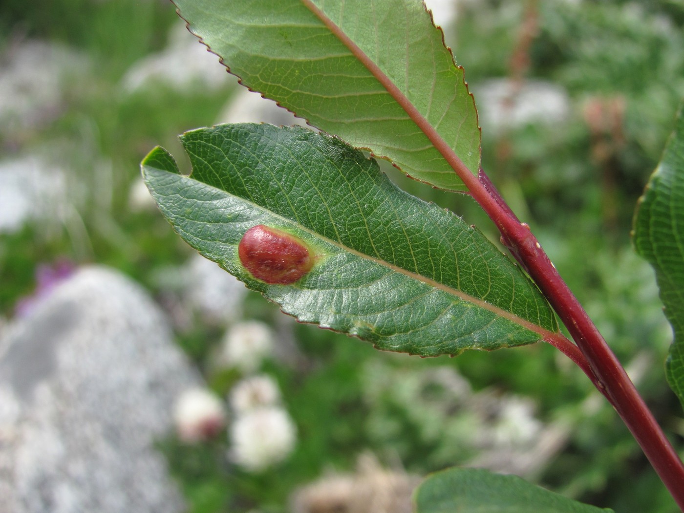 Image of Salix kazbekensis specimen.